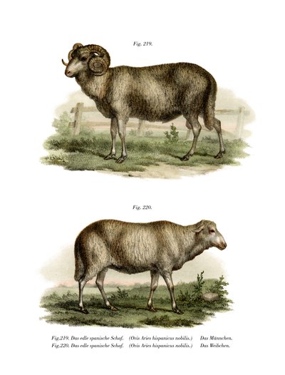 Spanish Sheep by German School